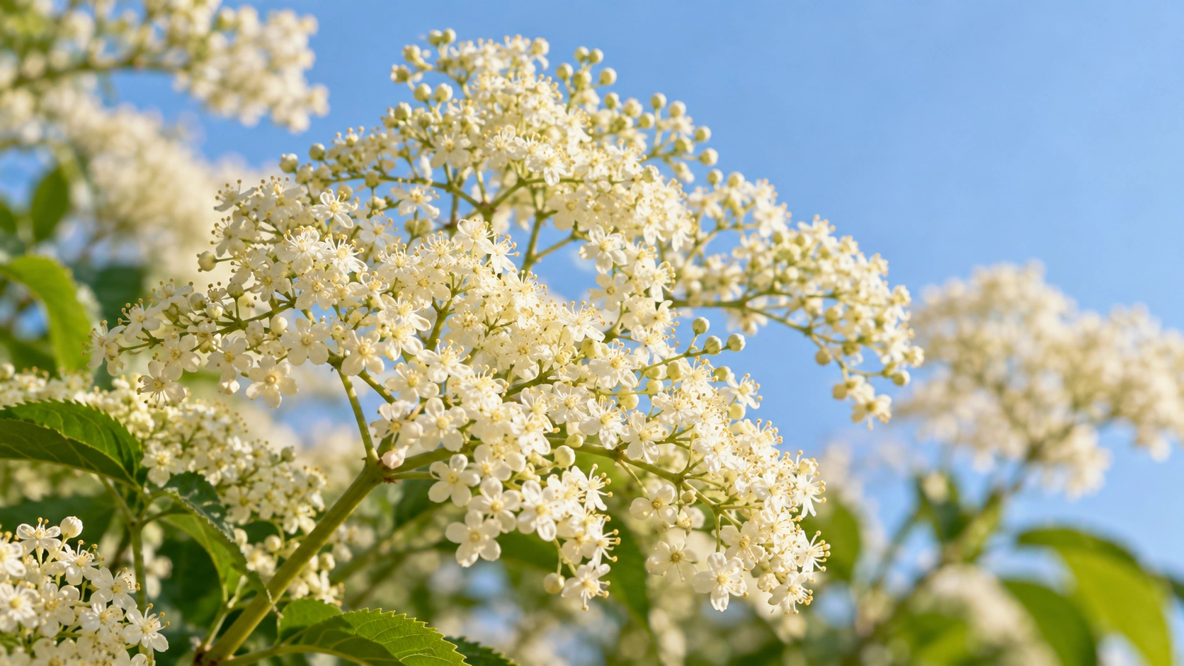 AI-generated editorial image: Cream-white branching elderflower-like blooms against sky