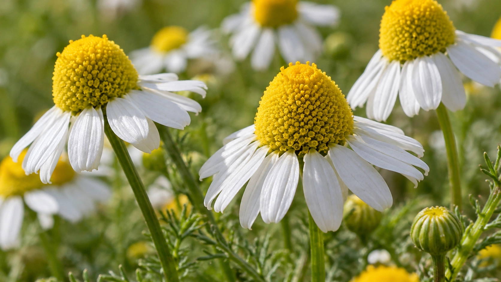 AI-generated editorial image: Small yellow and white daisy-like flowers; species unverified