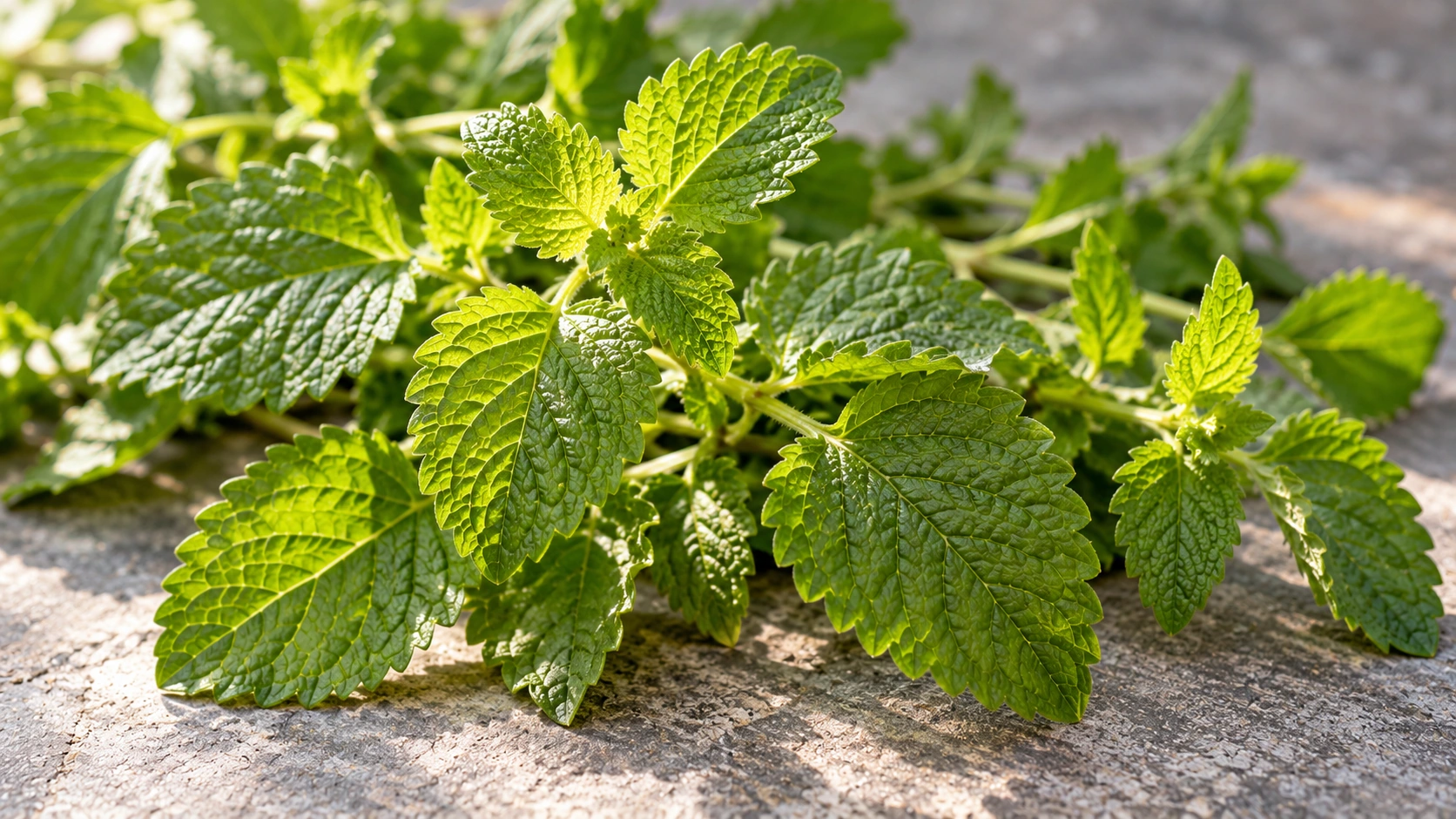 Lemon balm-like leaves, AI-generated editorial photograph; botanical identity not authenticated
