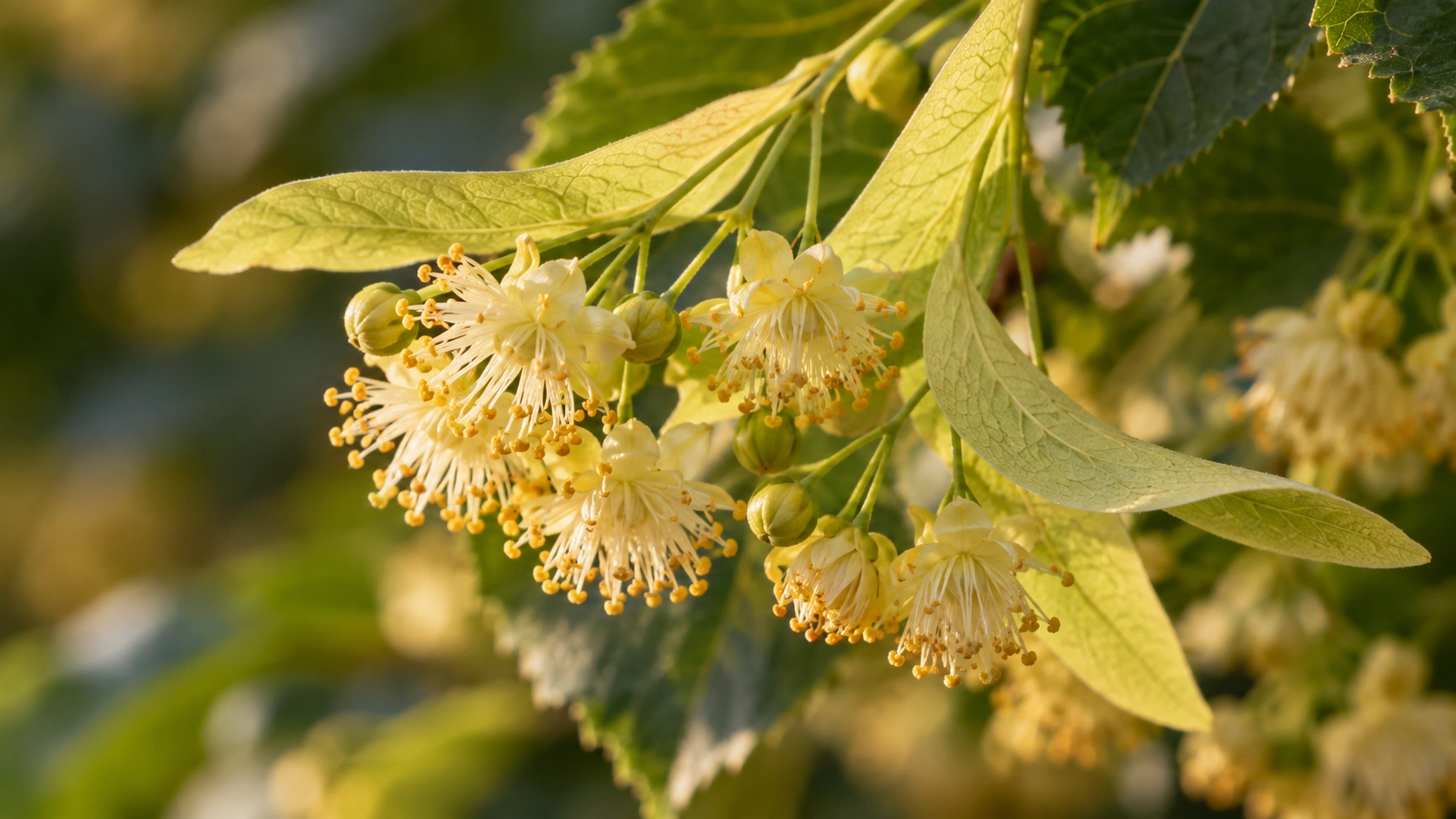 AI-generated editorial image: Linden-like yellow flowering branches in natural light