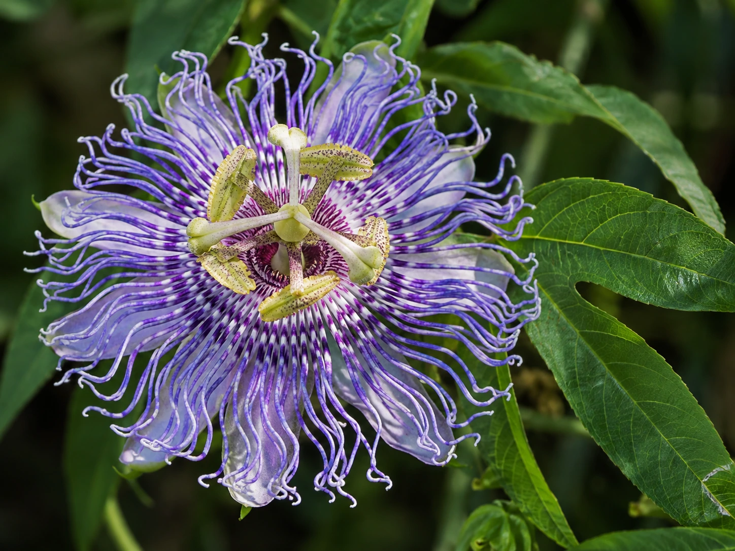 AI-generated editorial photograph of purple and white passionflower with filamented corona; illustrative, not authenticated botanical or product evidence.
